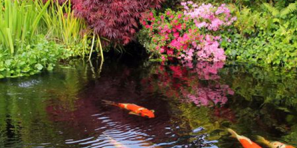 poissons-dans-un-bassin-de-jardin_6026520.jpg